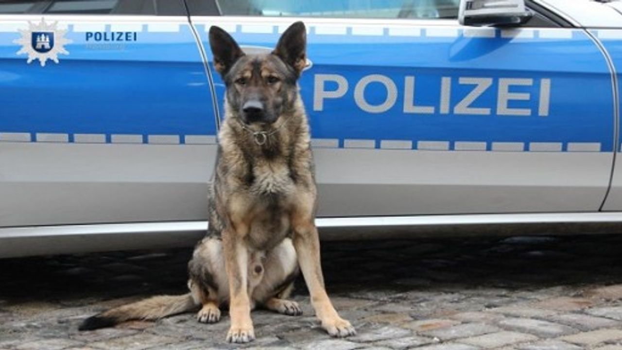 Polis köpeği araba hırsızını yakalattı