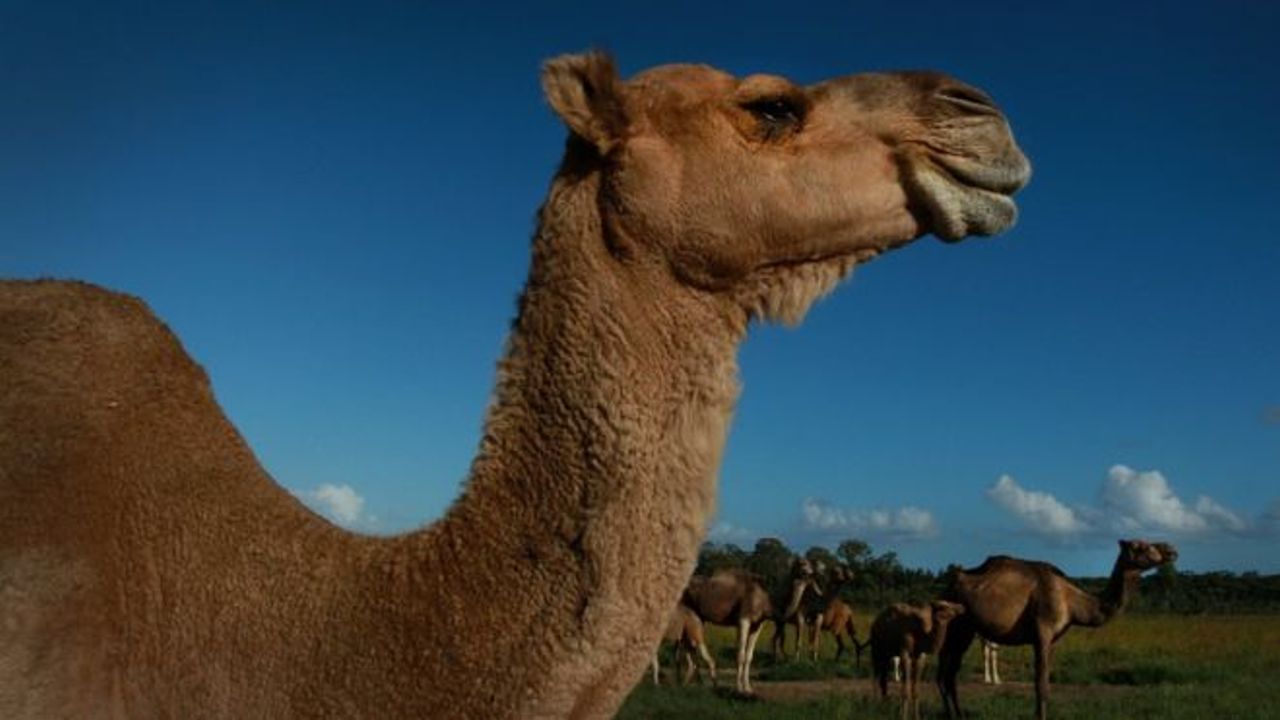5 bin yabani deve, 'kuraklık nedeniyle' öldürüldü