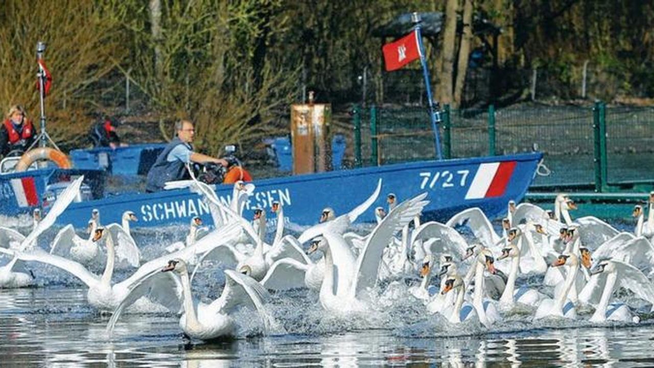 Kuğular Alster Gölü'ne geri döndü