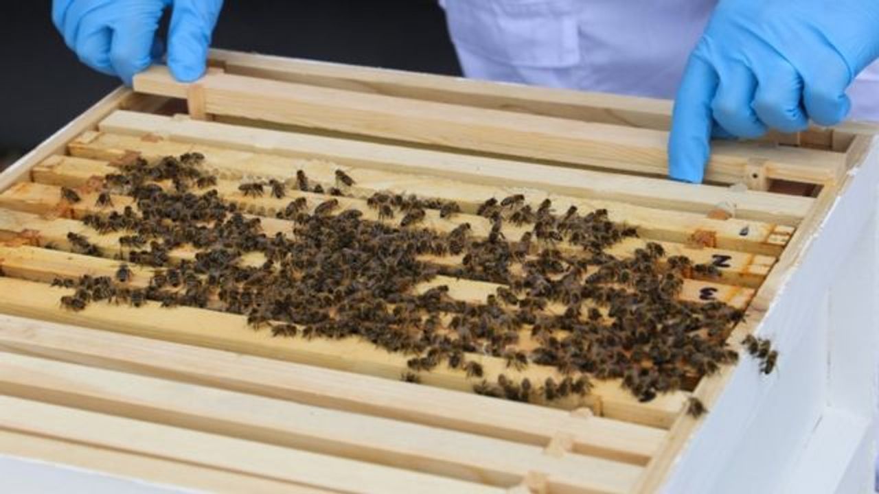 Uyuşturucu ile mücadele özel eğitimli bal arıları dönemi