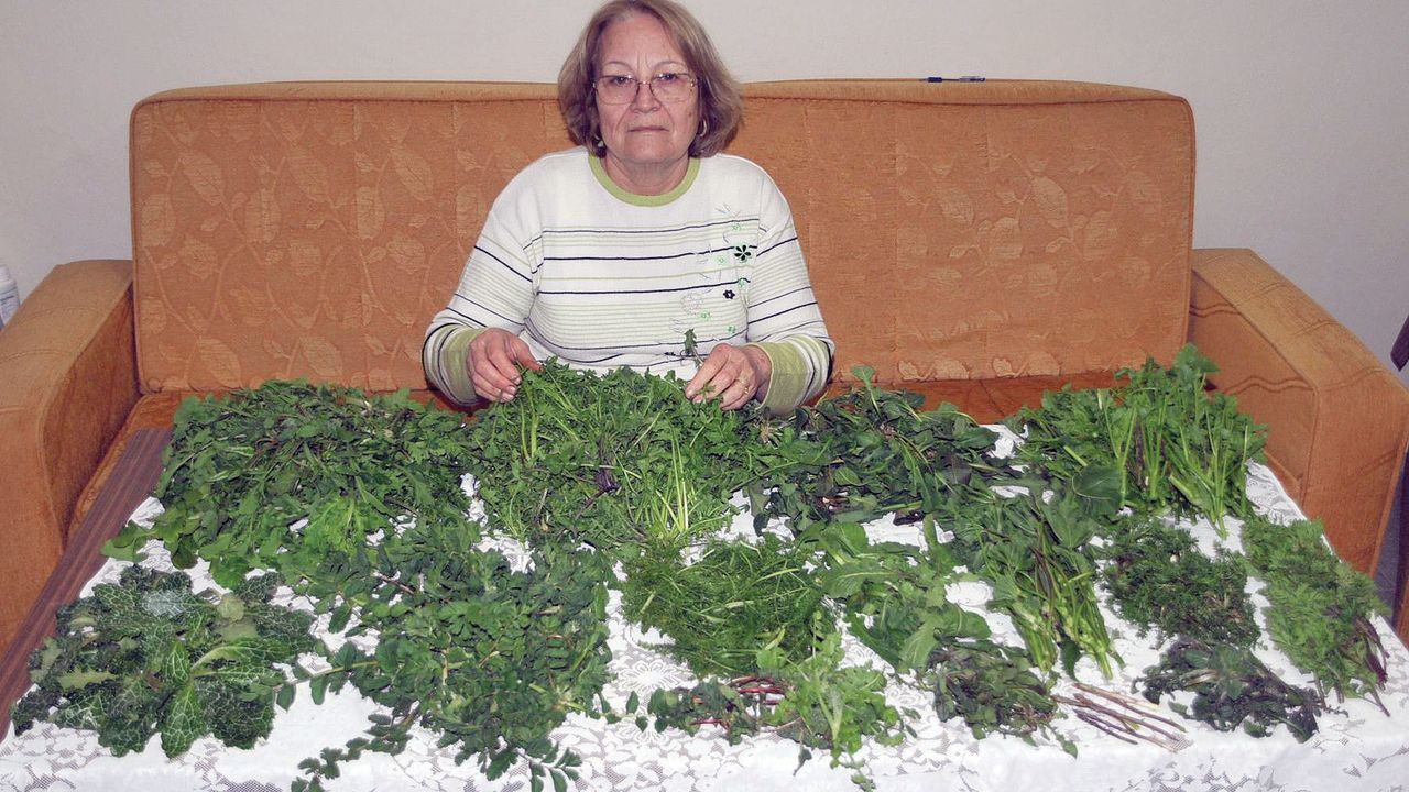 YEŞİLİN ADI, OT… OT’UN ADI, SAĞLIK…