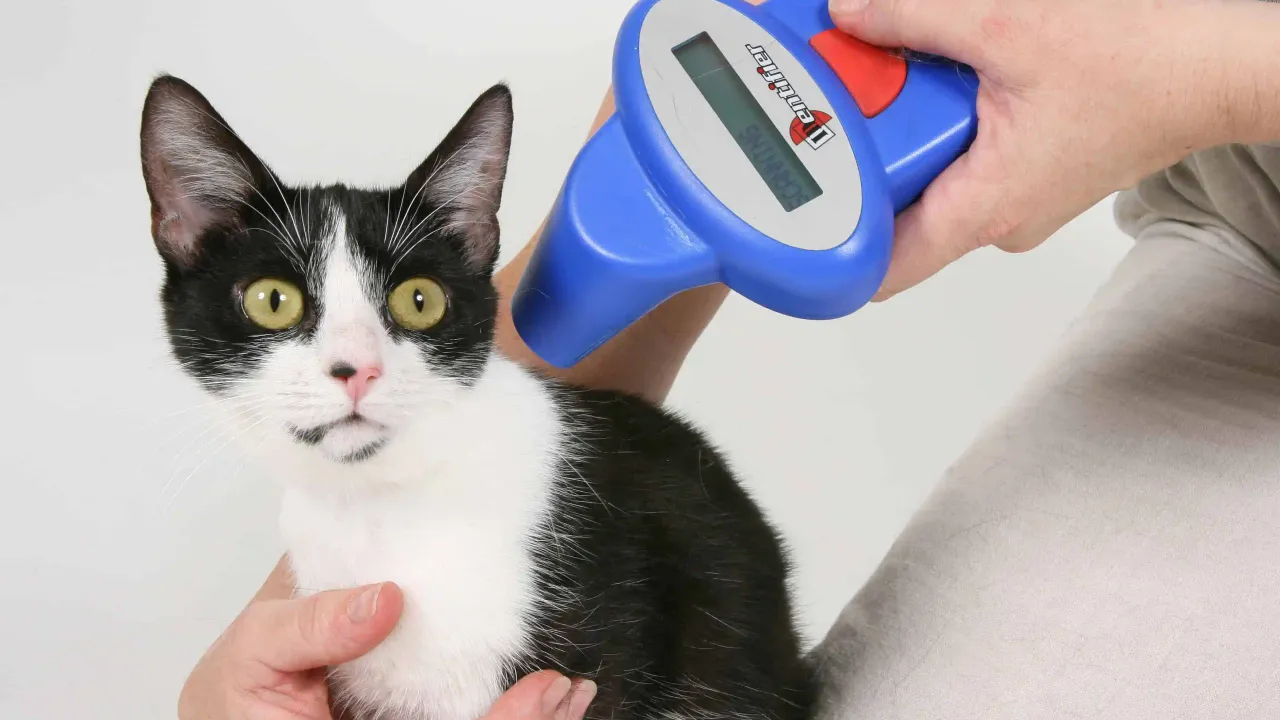 Hollanda: 3 milyon ev kedisine mikroçip takılacak