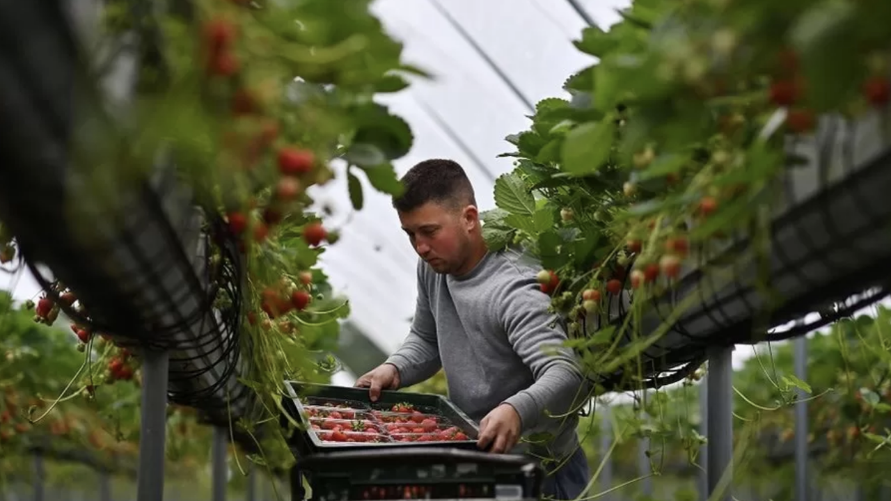 Göçmen işçiler: “İngiltere’deki meyve bahçelerinde çalışmak kölelikle eşdeğer”