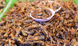 AB'de cırcır böceği tozu gıdalarda kullanılabilecek