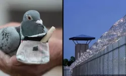 Hapishane bahçesinde uyuşturucu yüklü güvercin