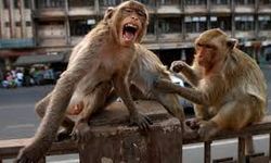 Araştırma sonucu: Erkek makak maymunlar biseksüel