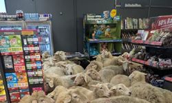 Almanya'da 50 koyun süpermarkete daldı, müşteriler gözlerine inanamadı