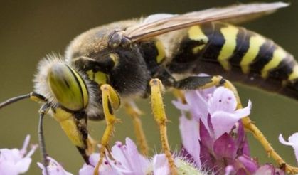 Eşek arıları düşünülenden çok daha zeki