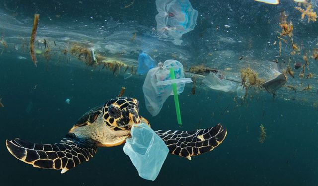 Ölen deniz kaplumbağalarında plastik katkı maddesi