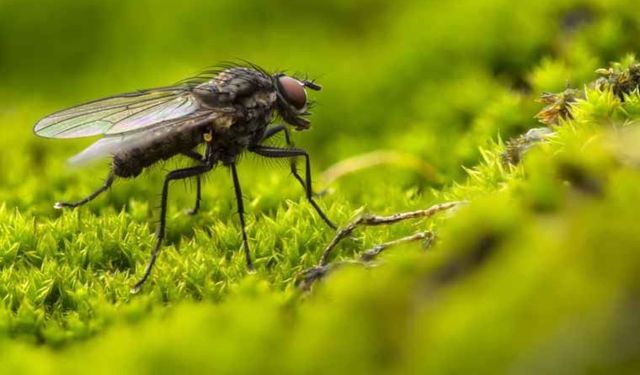Erkek sinekleri ölü dişilerle çiftleştiriyor: "Zombi mantarı"