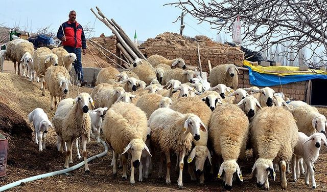 Urfa: Tarım İşletmeleri Müdürlüğün’de 400 çoban iş bıraktı