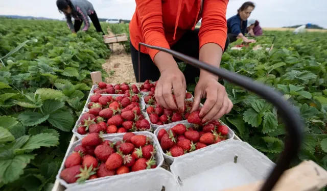 Almanya’da asgari ücret anketi: Halkın üçte ikisi 15 Euro’yu destekliyor