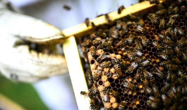 Fransa’da yasaklı “arı katili” pestisite karşı 600 binden fazla imza