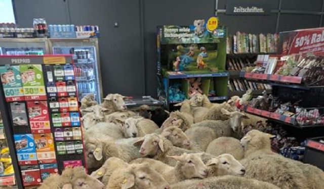 Almanya'da 50 koyun süpermarkete daldı, müşteriler gözlerine inanamadı