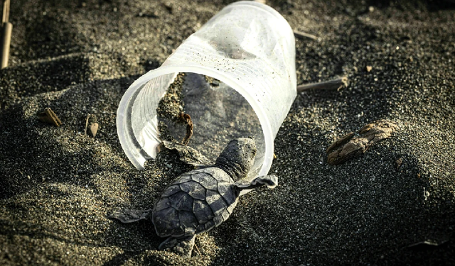 Avrupa’nın plastik atığı Türkiye’nin Akdeniz kıyılarına vuruyor