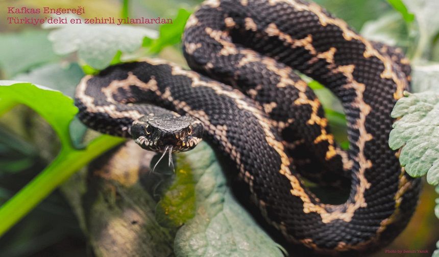 Tehlike sandığımız denge: Yılanların gerçek yüzü