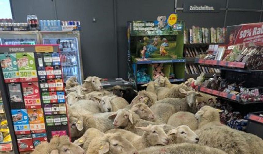 Almanya'da 50 koyun süpermarkete daldı, müşteriler gözlerine inanamadı